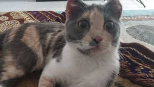 cat for adoption