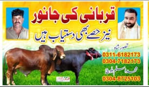 قربانی