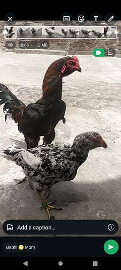 puerty pakoya bunnet patha