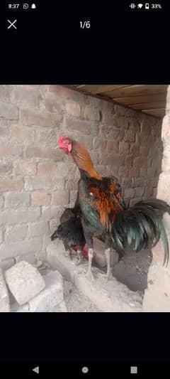 puerty pakoya bunnet patha