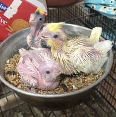 Cocktails Chicks 