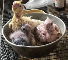 Cocktails Setup for sale