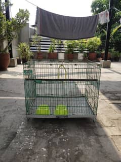 parrot