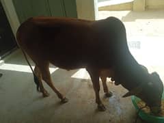 bachra
