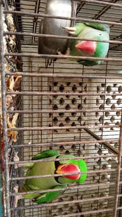 Parrot