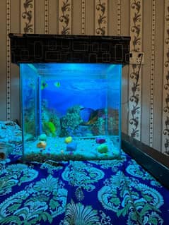 Fish Aquarium | Oxygen Pump | Battery Pump | Suction Pump | Heater