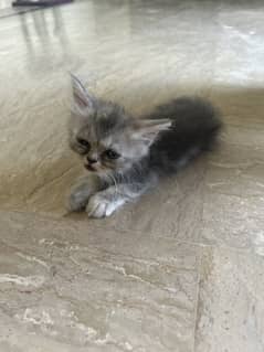 Kittens