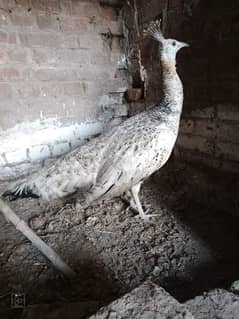 peacock
