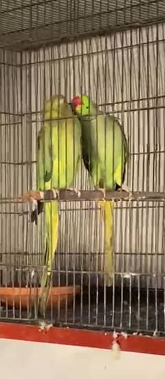 Pair healthy and active breeder pair for sale.