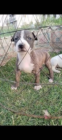 Top Quality Old Blood line Bully Gultair puppy for sale.