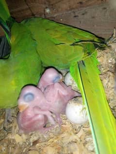 Green 2 chick's available