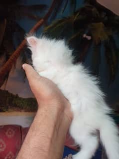 Persian