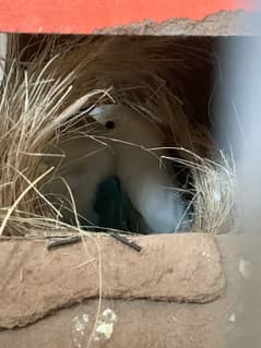 Lovebird pair for sale