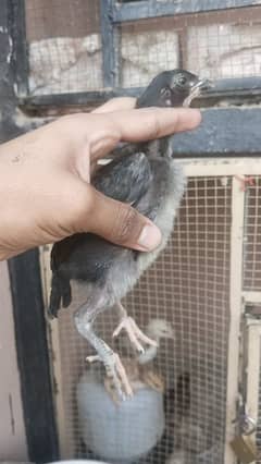 aseel chicks