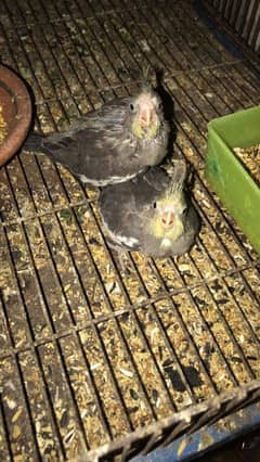 cocktail chick for sale to hand feed contact 03344903146 Whatsapp