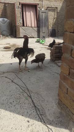 Aseel