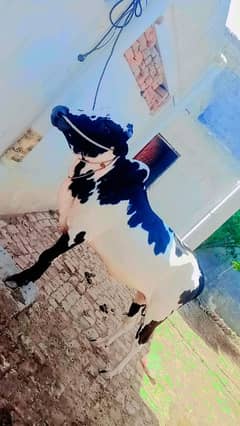 Bulls for sale on Qubani 2025