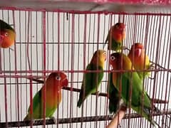 Fisher breeder pairs