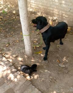 Labrador