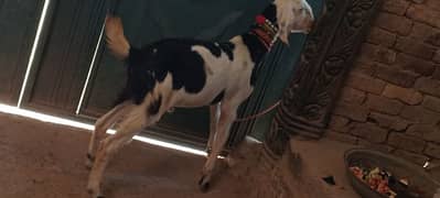gaot Male ablauk MashaAllah healthy and active 2dant qurbani 2025
