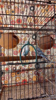 Australian Parakeets 5 Pairs