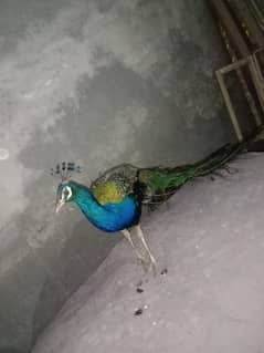 peacock 2 year