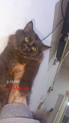 persian kitten