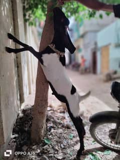Bakra For sale
