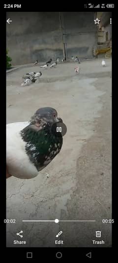 4kabuter hai 1 full black ha achi nasal k hai js bhi ko chaye rbta krt