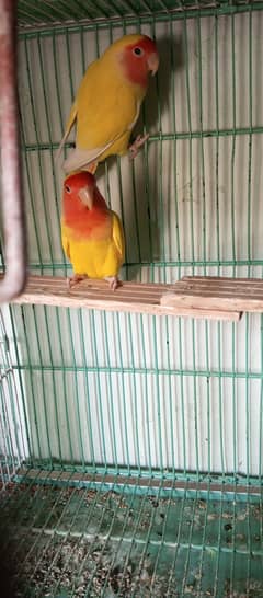 Common Latino lovebird for sale urgent
