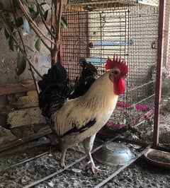 Golden Misri Rooster