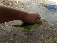 bolny valy parrot active and healthy
