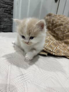 Persian kitten pair 1 month
