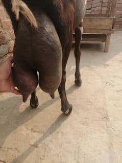 تین بچے دینے والی گھبن امرتسری ناگرہ پرنٹ بکری