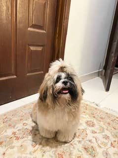 Shih Tzu