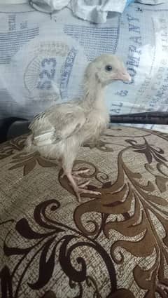 murgi aur bacha Aseel hai