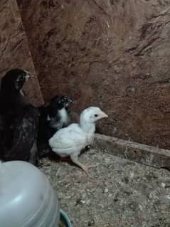 white Hera ka Aseel Chicks For sale