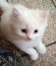 Cat Baby