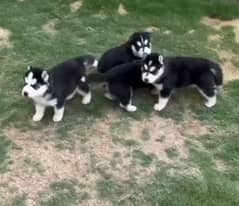 husky pup