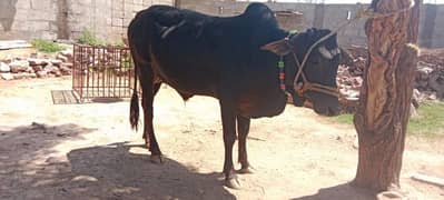 Qurbani
