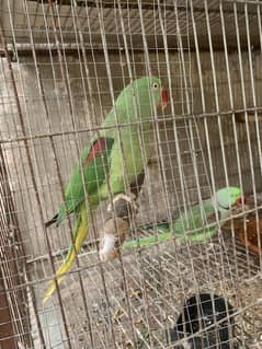 Breeder Pair