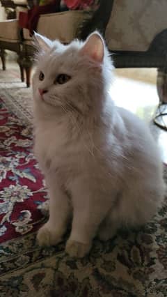 persian kittens and adult cat for sale