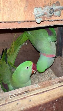 breeder parrots pairs