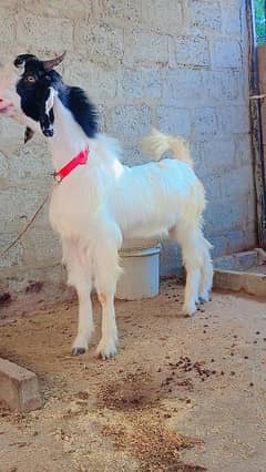 male goat Sindh gulabi cross