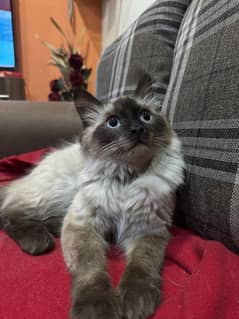 Siamese Male cat 7 months old