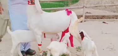 3 bacchon ke Sath gulabi Bakri For Sale CALL,03425820107