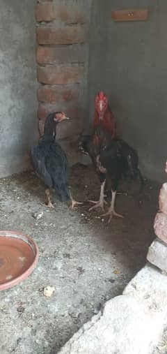 Aseel murgha plus 4 aseel murgiyan for sale