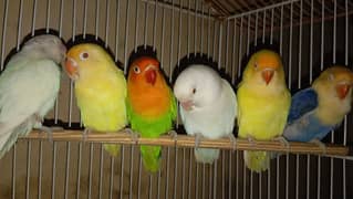 3 Pairs of LoveBirds for sale. .