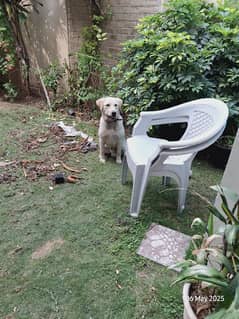 Beautiful  well trained Labrador