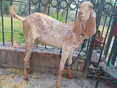 bakra for sell